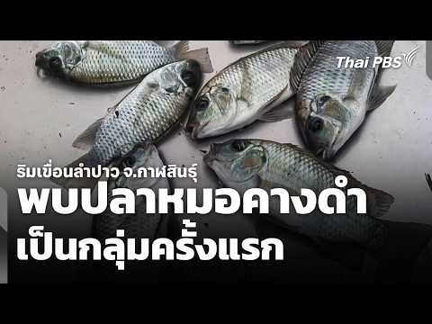 First Group of Blackchin Tilapia Found Near Lam Pao Dam, Kalasin – All Eyes on the Situation