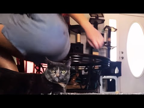 Girl Farts on Cat