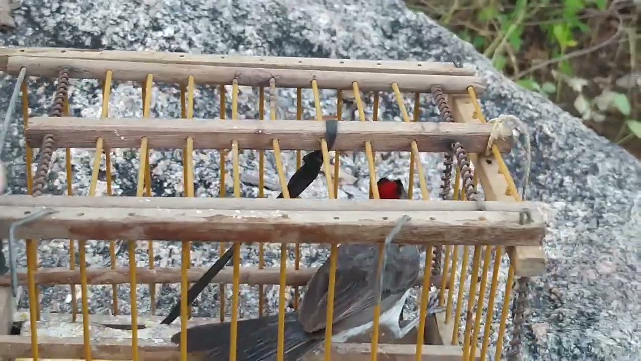 PEGUEI UM ABRE FECHA A TARDEZINHA🌞