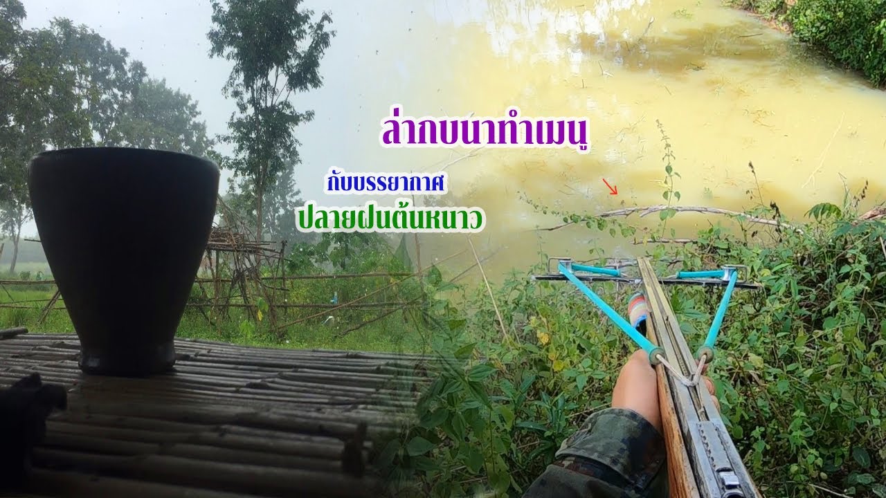 ล่ากบหนองสา ปลายฝนต้นหนาวมีแต่ตัวใหญ่ๆเมนูแซ่บๆ