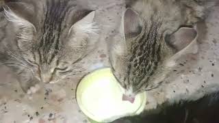 Watch how cats drink the milk of a mother, her children, and a granddaughter