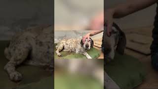 Tranvatik Köpek Öpek