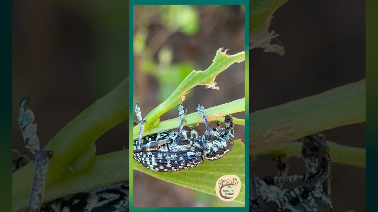 Botany Bay Diamond Weevil on Dune Bush