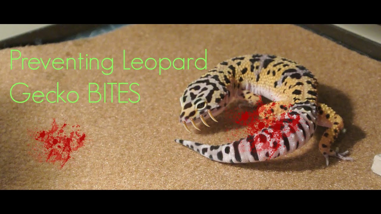 Do Leopard Geckos Bite Reasons Why & Stopping It 