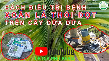 Cách Điều Trị Bệnh Xoăn Lá Thối Đọt Trên Cây Dừa Dứa & HDSD Thuốc Điều Trị || DừaDứaLeGiaPhu #09 ||