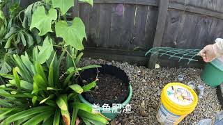 盆栽佛手瓜怎么追肥 How to fertilize for potted chayote 【NZ Lucy Vlog 121】