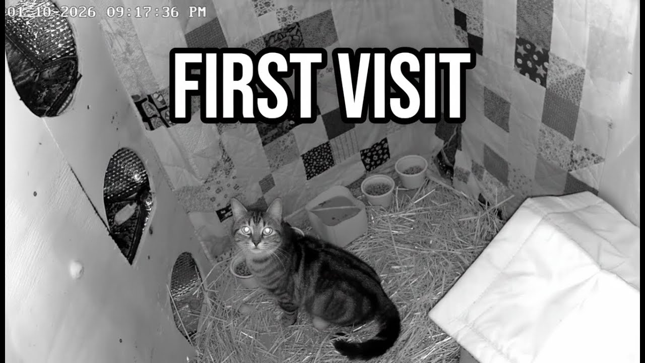 Exploring the Winter Shelter