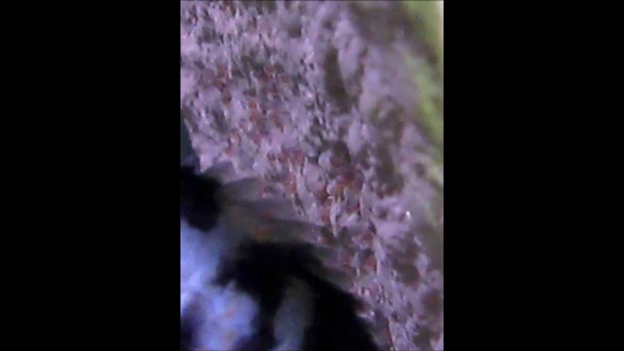 Convict Cichlid Eggs Hatching YouTube