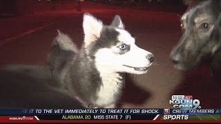 Deadly new virus attacking dogs: What you need to know