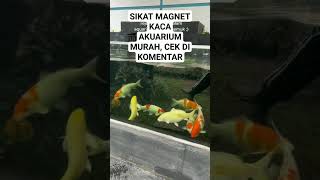Kasih Makan Ikan Koi Di Akuarium Jernih