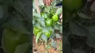 agriculture زراعة الأسطح باذنجان وطماطم وفاصوليا زراعة أورجنك