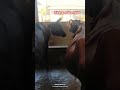 Assam farming cow #viral #foryou #cow #ytshorts #ytstudio