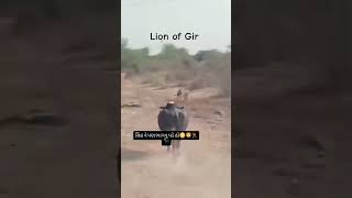 Lion vs. Buffalo fight amazing scene | #lion #gir #buffalofight #wildlife #asiaticlion #funny #sh...
