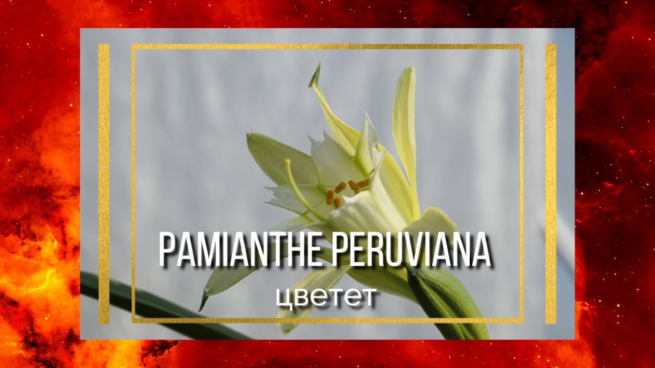 Pamianthe peruviana цветет!Редкое растение из Южной Америки
