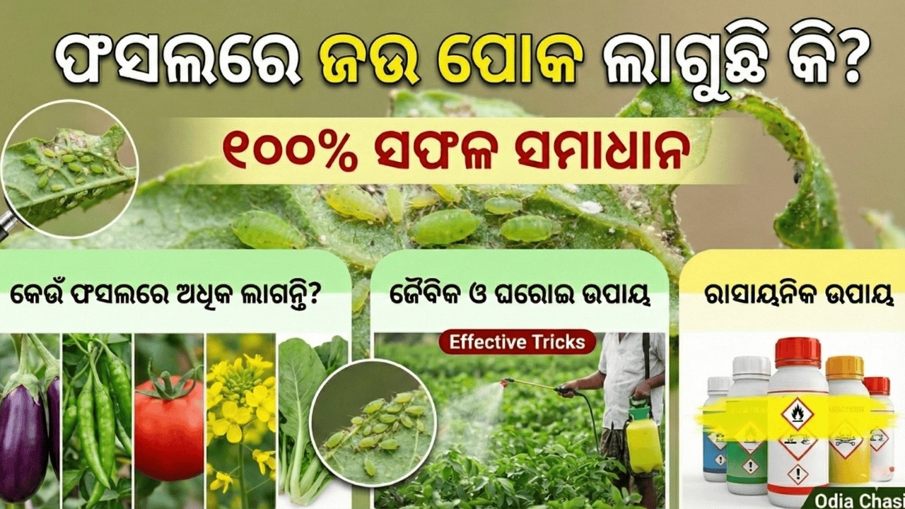 ଫସଲରେ ଜଉ ପୋକ ଲାଗୁଛି କି? ଜାଣନ୍ତୁ ଏହାର ୧୦୦% ସଫଳ ସମାଧାନ | Odia Chasi