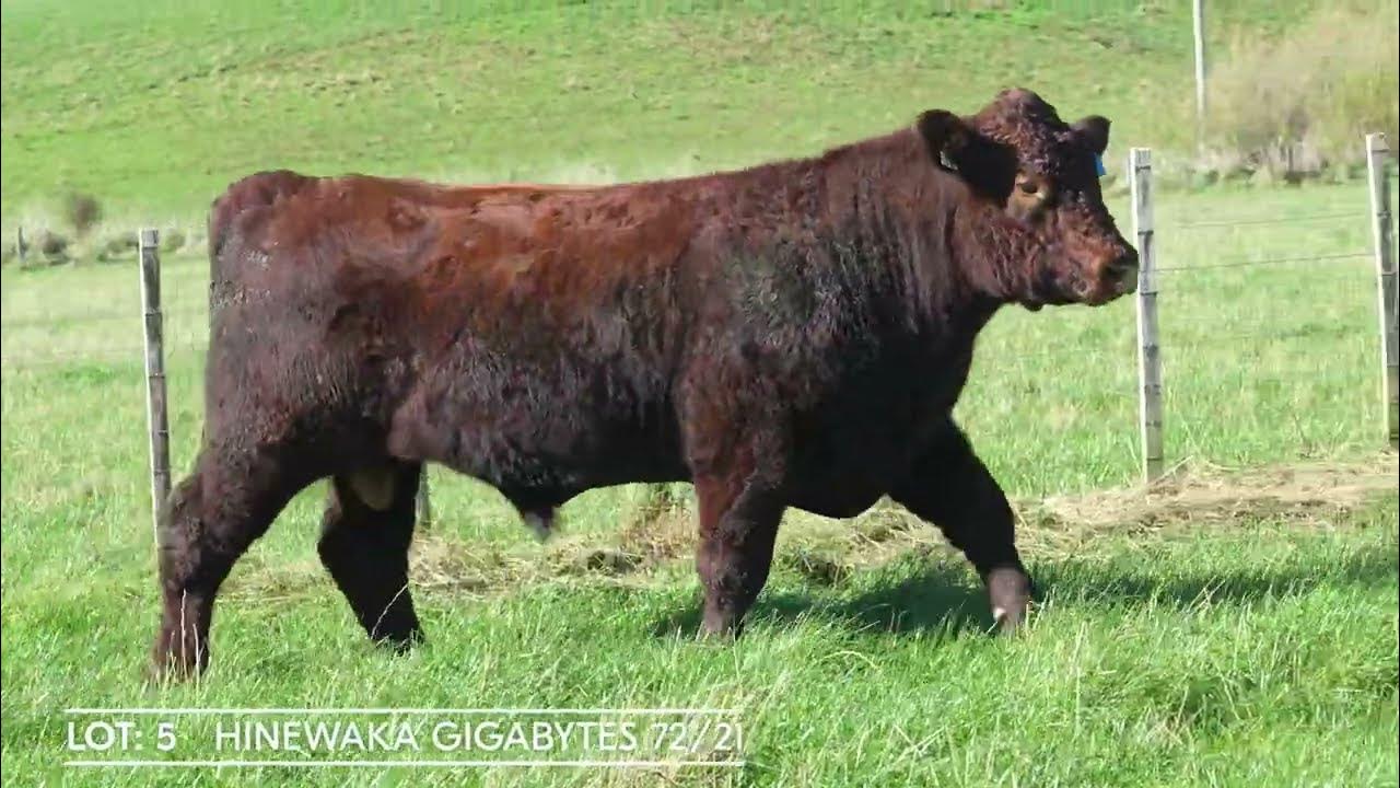 lot-5-hinewaka-gigabytes-72-21-youtube