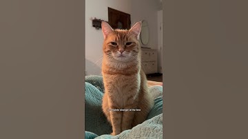 was our cat kidnapped?