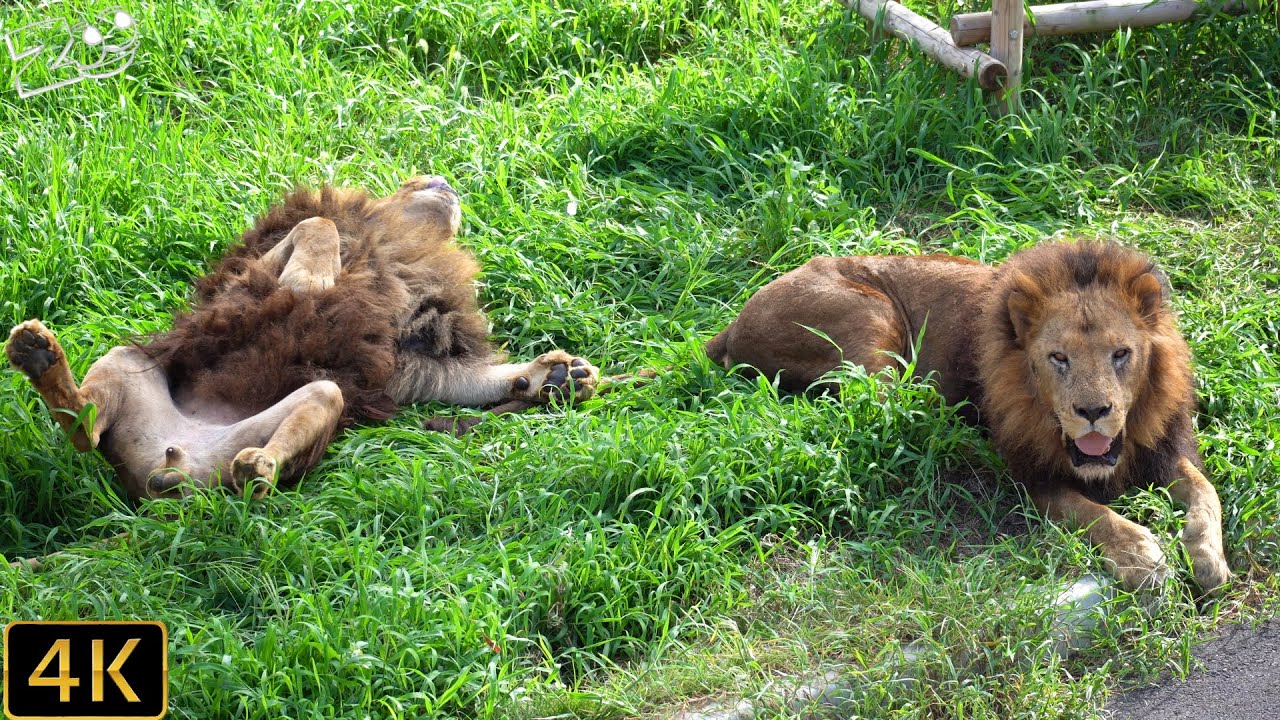 ライオン 久しぶりにオスライオンのジャンプに会えた 多摩動物公園 Lion Tama Zoological Park Youtube