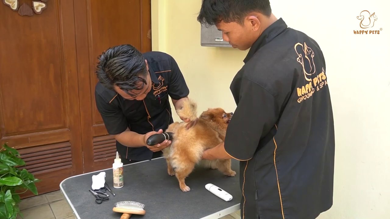 HappyPets Mobile Grooming Salon Panggilan Anjing dan Kucing ke Rumah