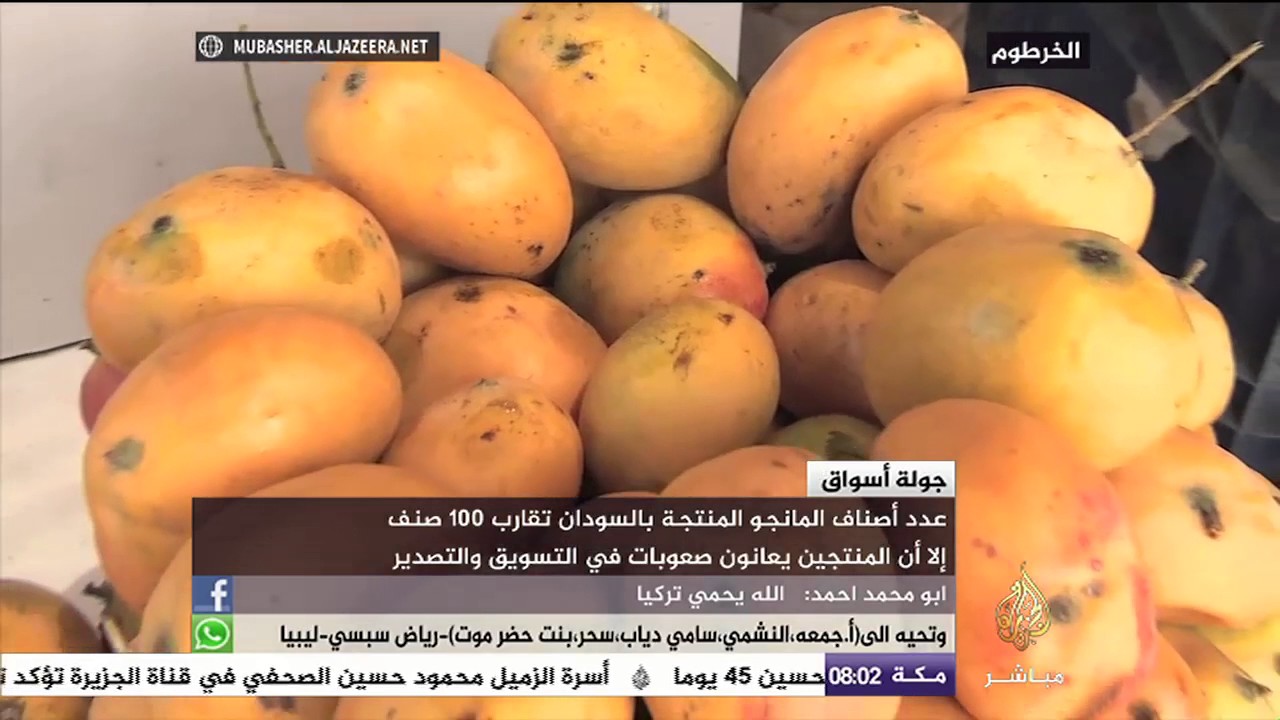 جولة في سوق فاكهة المانجو بالخرطوم