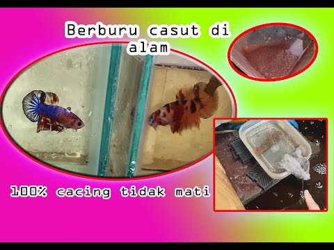 Tips agar Cacing