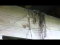 What's hiding under the deck?