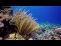 Red Sea\ Coral Garden\3 Pools\Egypt\Dahab\Красное море\Египет\Дайвинг в Дахабе