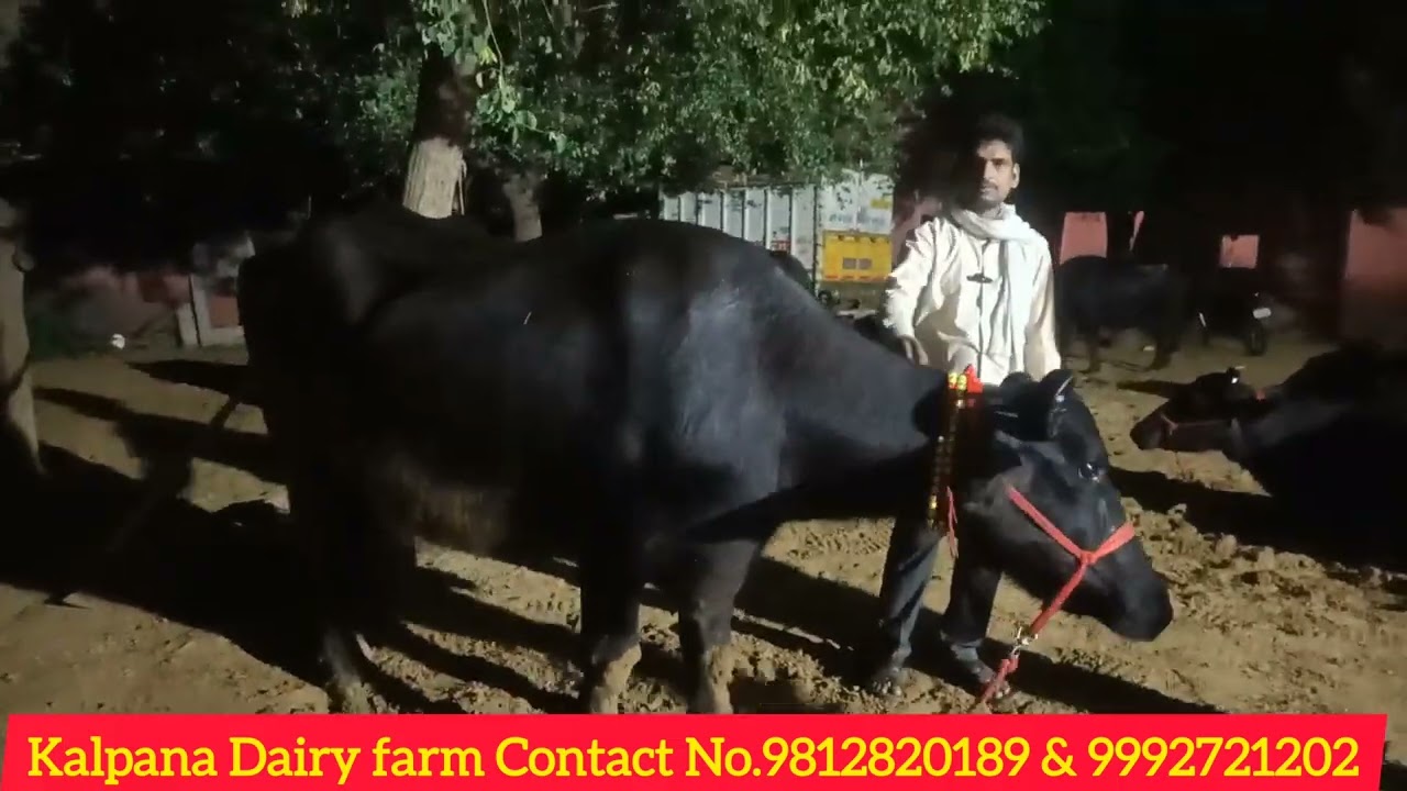 September 22, 2024 को  आठ भैंस ग्वालियर जा रही है 