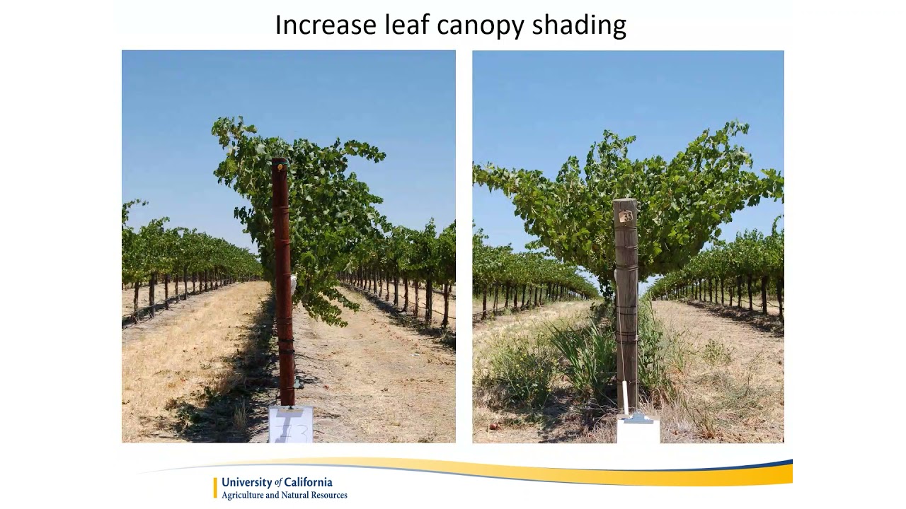 Climate change and potential impacts to vineyards