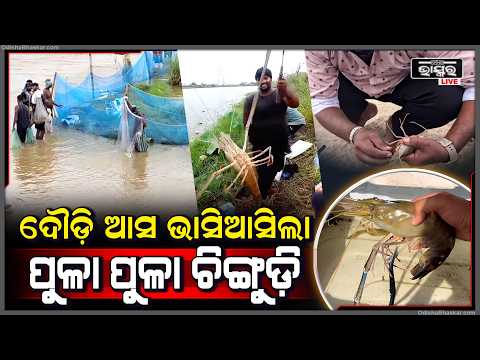 ଭାସିଆସିଲେ ପୁଳା ପୁଳା ଚିଙ୍ଗୁଡ଼ି, କିଏ କୋଉଠି ଥିଲେ ମାରିଲେ ଡିଆଁ, ମାଡ଼ି ବସି ଧରୁଛନ୍ତି ଚିଙ୍ଗୁଡ଼ି  I