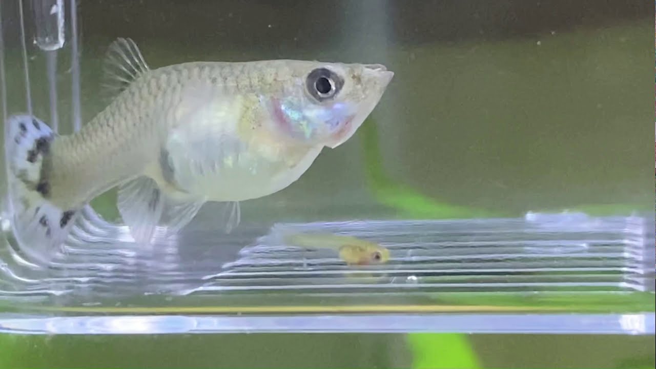 Female guppy giving birth to adorable baby fry YouTube