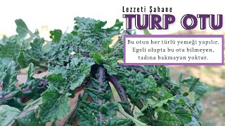 TURP OTU (Brassicaceae) / Ege Otları / Yenen Yabani Otlar