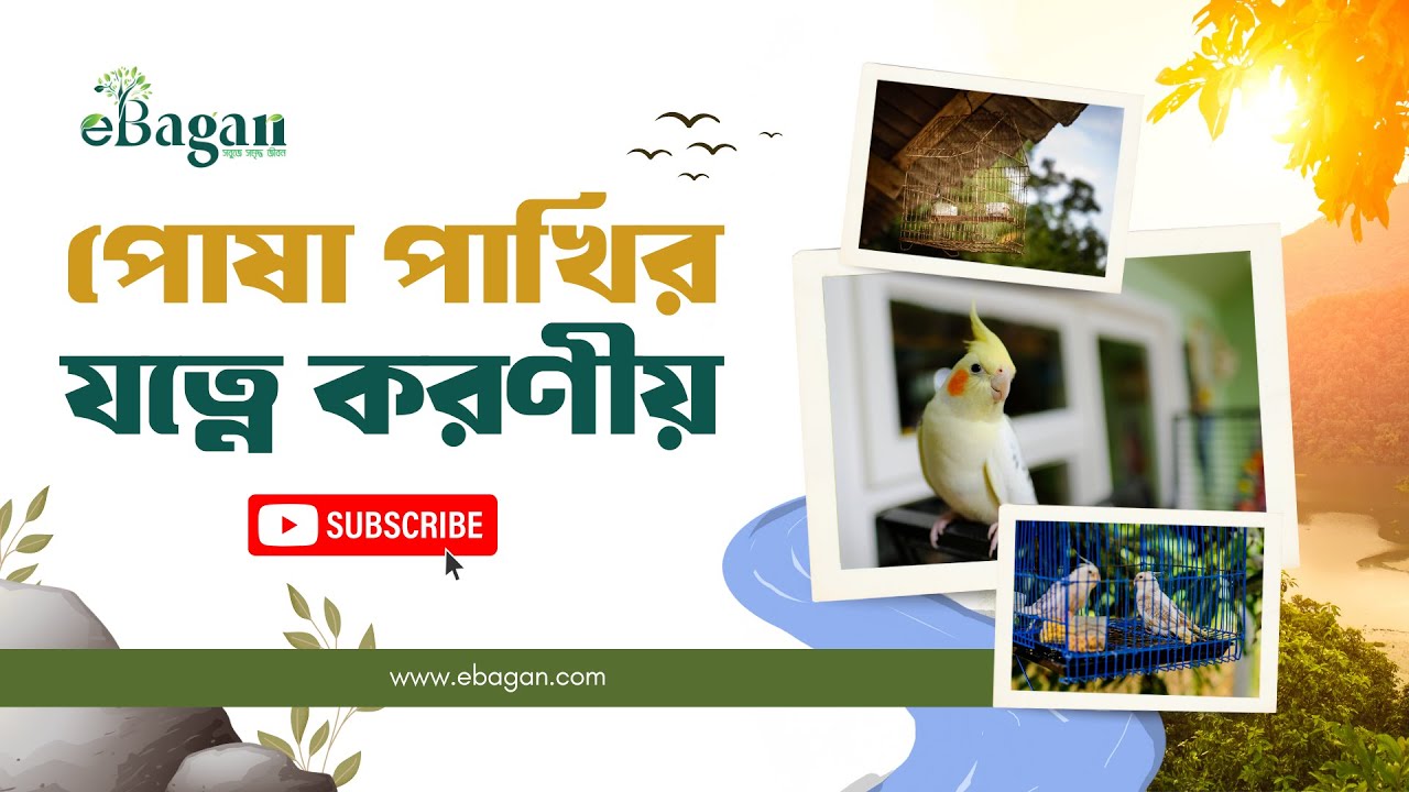 Bird Care Tips at Home 🐤 | How to Keep Your Pet Bird Happy & Healthy