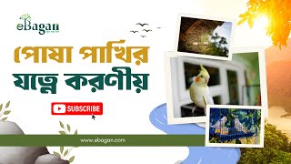 Bird Care Tips At Home How To Keep Your Pet Bird Happy & Healthy