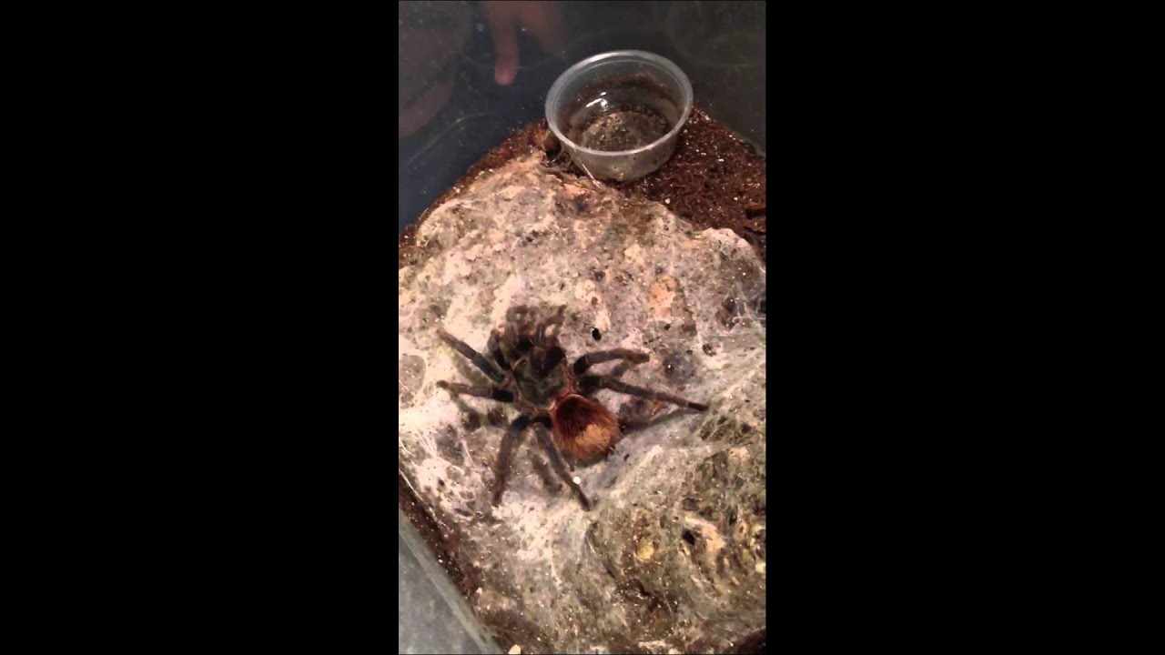 Tarantula Feeding - P rufilliata, Green Bottle Blue, & L pa
