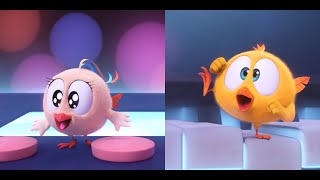 The Musicians | Where's Chicky? | Cartoon Collection In English For Kids | New Episodes