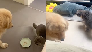 Dog let his cat brother eats first