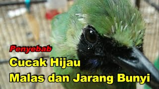 Penyebab cucak Hijau Malas dan Jarang Bunyi