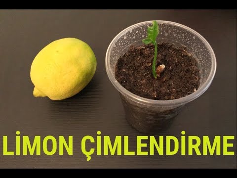 Limon Çekirdeği Çimlendirme