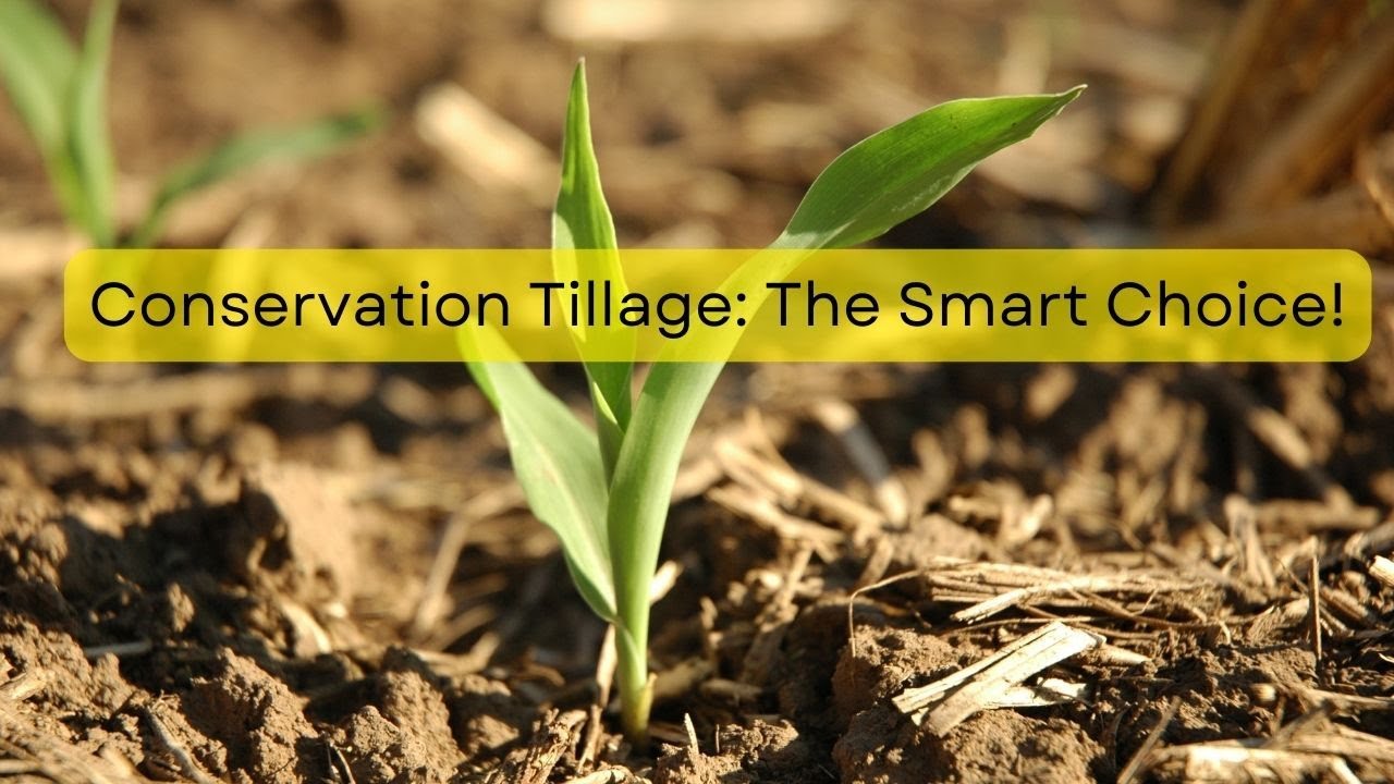 Grow More Maize with Less Effort: Conservation Tillage Secrets Revealed! (Nigeria Edition)