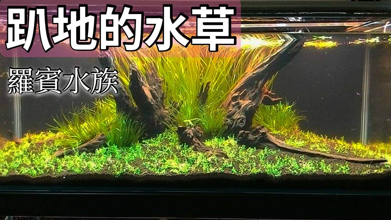趴地成長的前景水草介紹 懷舊水族雜誌回顧 羅賓上線水草問答 Youtube