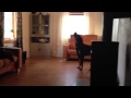 My rottweiler sings special dubstep remix