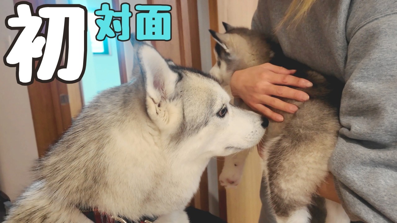 First Meeting] Here's how our resident dog reacted to seeing the