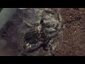 Tarantula molting