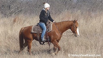 Peptocat Fever - trail riding - ValleyViewRanch.net