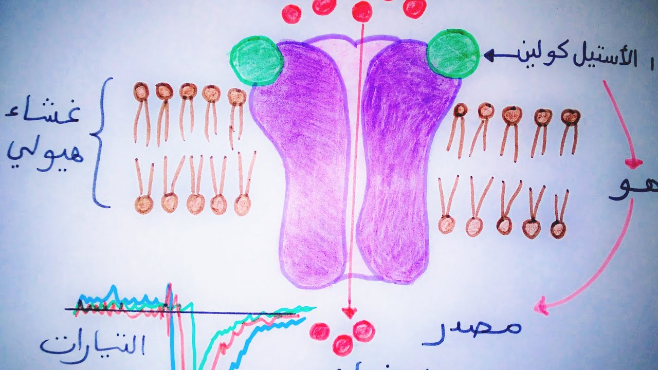 باك 2021 / الاتصال العصبي _ آلية النقل المشبكي2 / شعبة علوم تجريبية