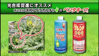 西日本グリーン販売　光合成を促進するペンタキープ　篇