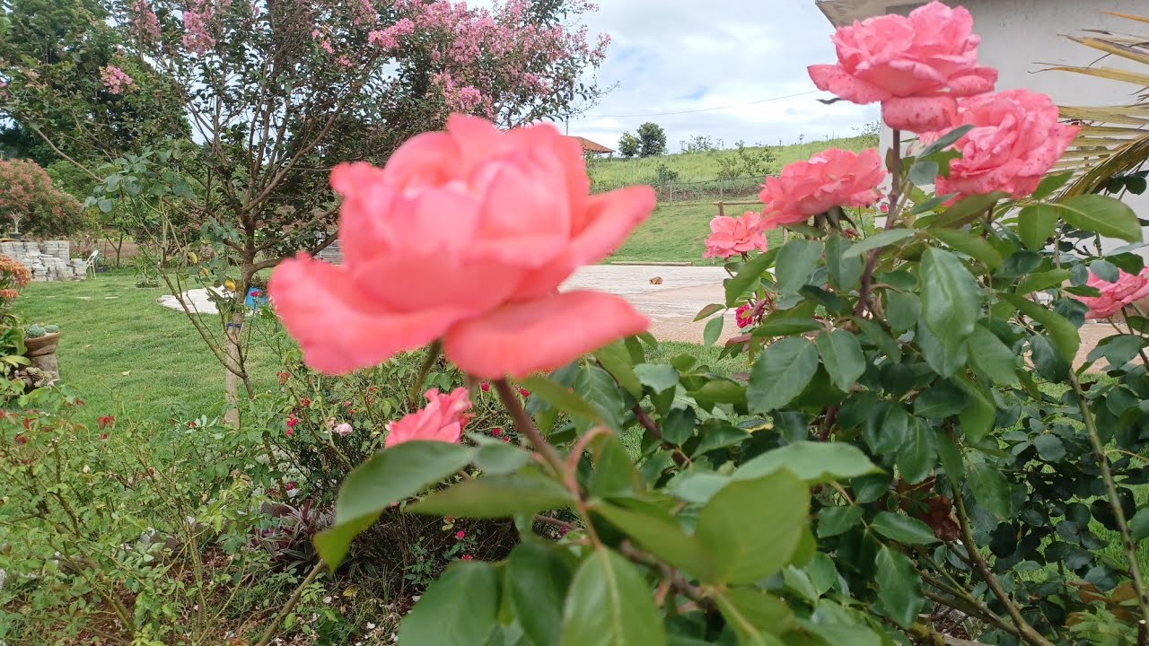 Como ter roseiras sempre floridas 🌹🌹