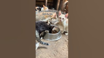 Please donate link in bio support these poor babies #cat #donate