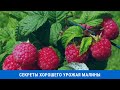 Секреты хорошего урожая малины